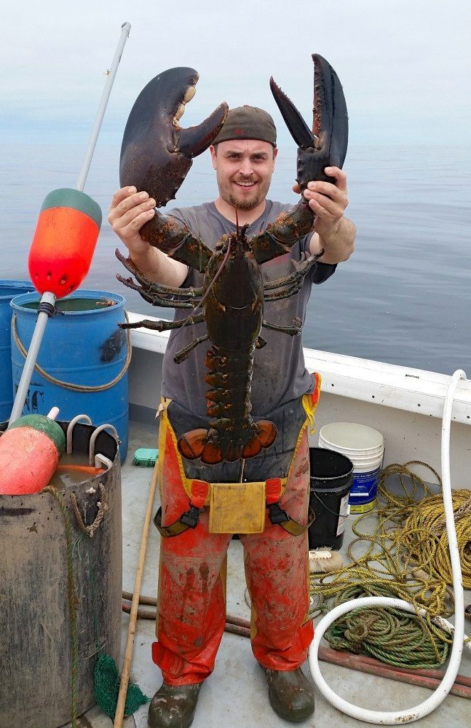 dan lobster.jpg
