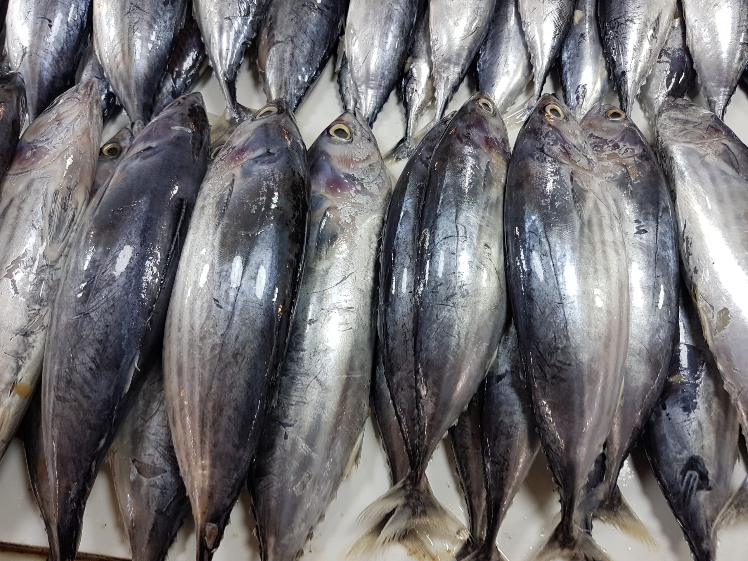 About skipjack tuna katsuwonus pelamis in a philippine fish market scaled.jpg