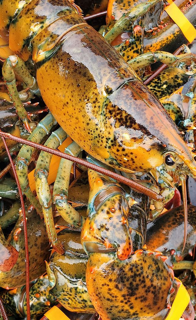 lobster.webp