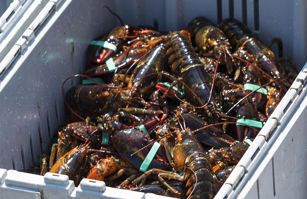 lobster pack 1.jpg