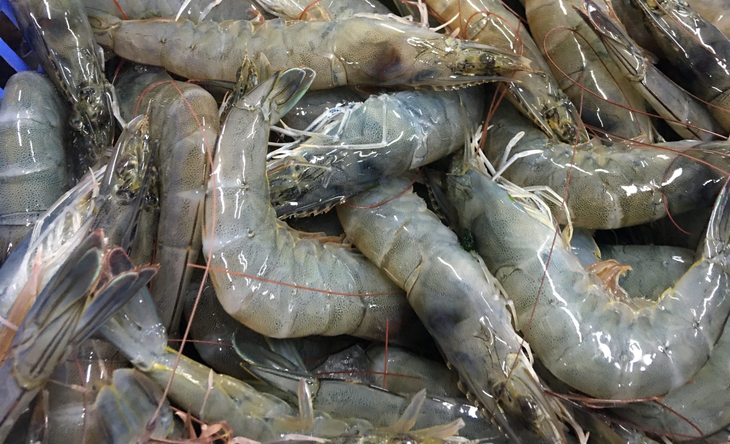 prawn2.jpg