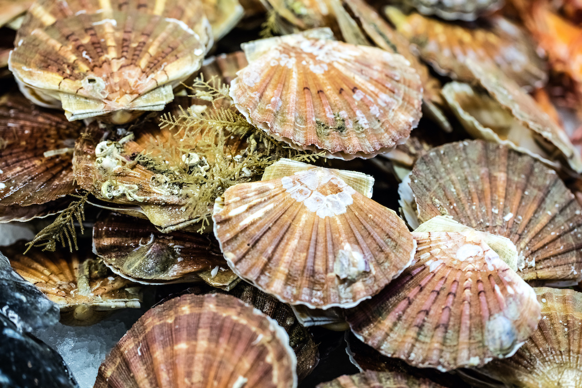 scallop recipes in shell.jpg