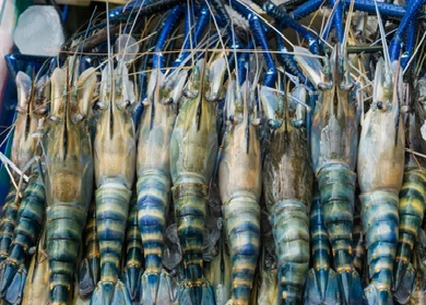 shrimp1.png