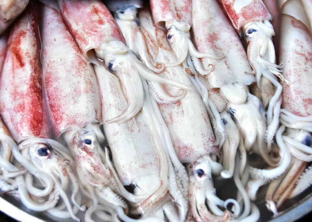 squid3.png