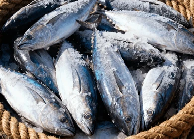 tuna 1.png