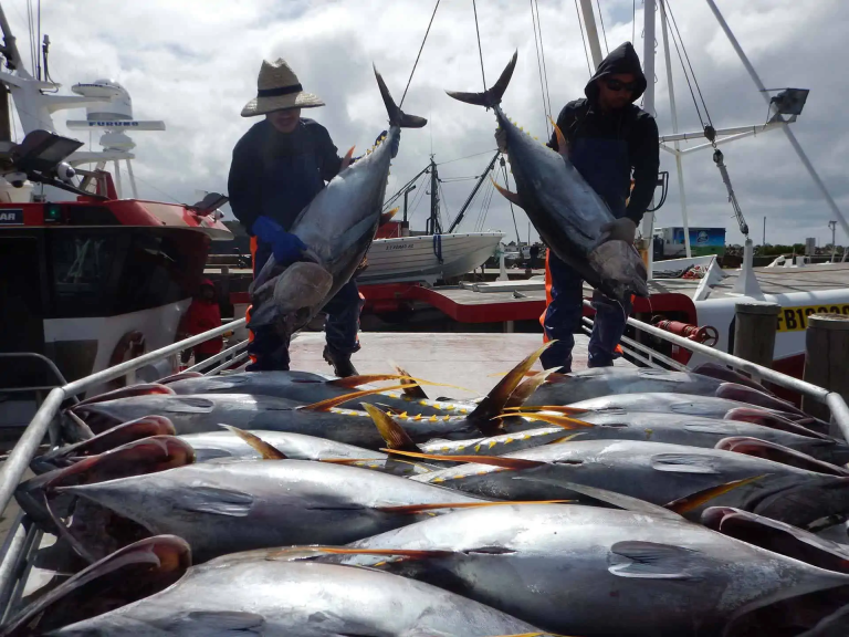 tuna australia ulludulla oct 2016 1356 1.webp